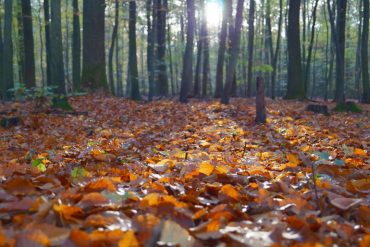 Herbst, Gartenarbeit