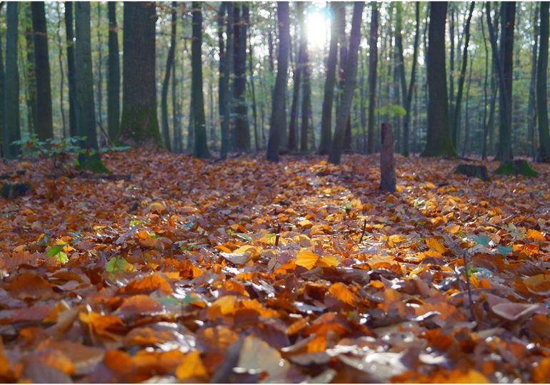 Herbst, Gartenarbeit