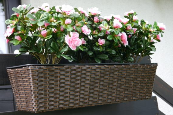 Der Frhling erwacht - Gartenpflege Tipps & Ideen
