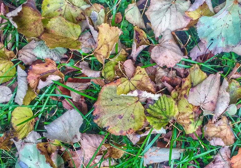 Der Garten im Herbst - Gartenpflege Tipps & Ideen