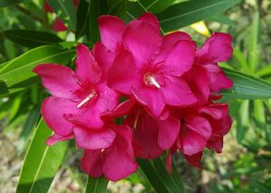 Oleander