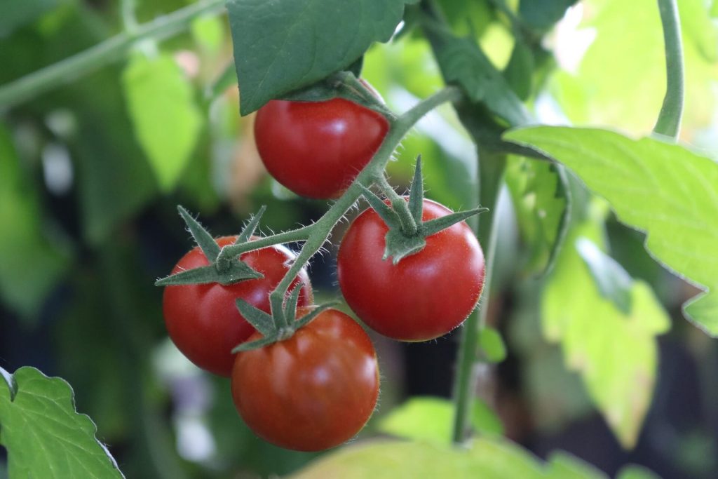 Tomatenpflege im August