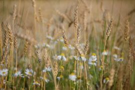 Gartenarbeit im August