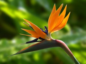 sonnige Balkonpflanzen, wie die Paradisvogelblume