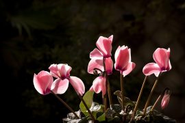 Cyclamen im Herbst