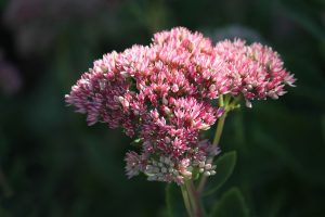 Herbstpflanze Fetthenne im Herbst