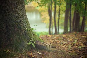 Alter Baum im Herbst