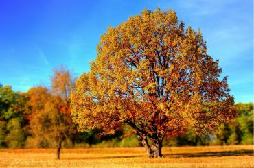 Gartenpflege von Bäumen im Herbst