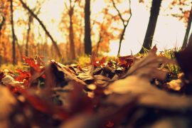 Der Garten im November