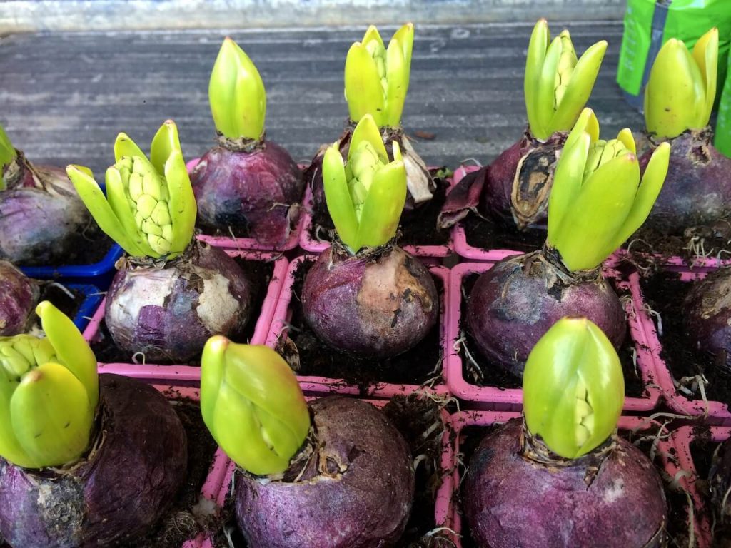 Frühblüher pflanzen im Herbst