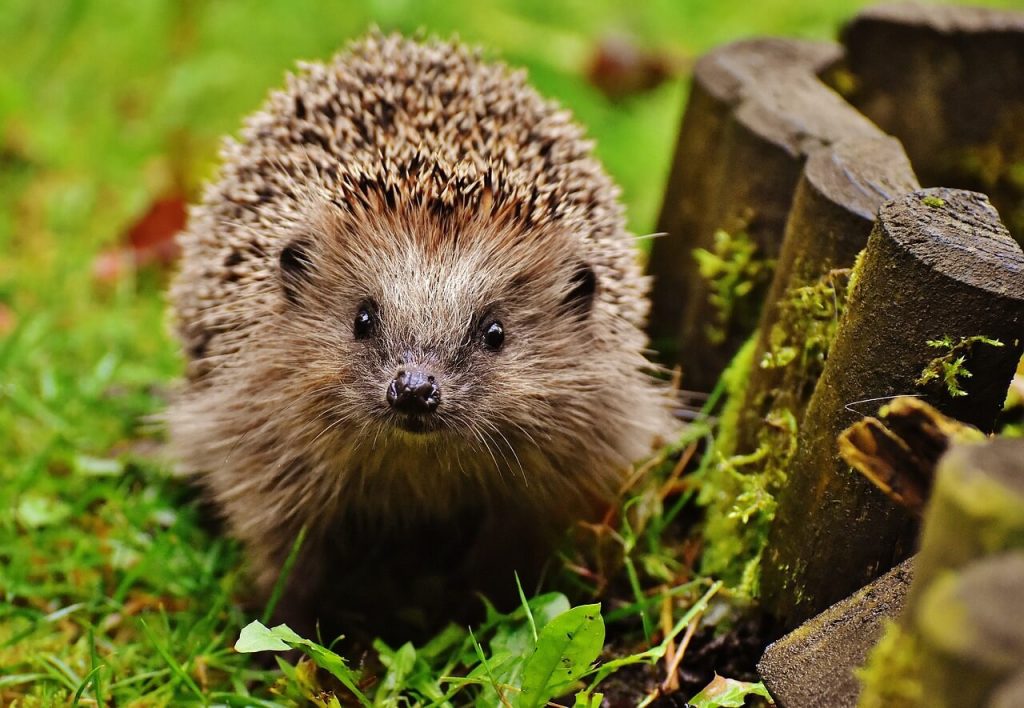 Igel im Garten