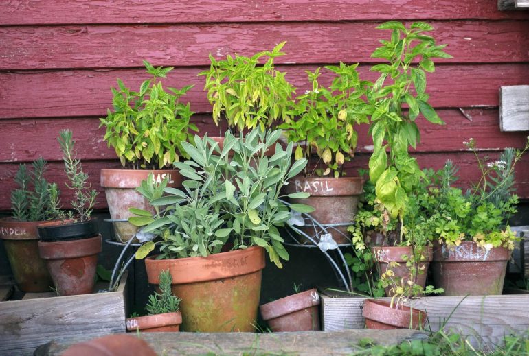 Kruter berwintern - so geht's - Gartenpflege Tipps & Ideen