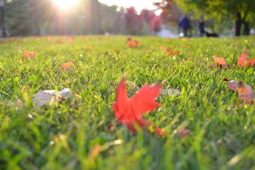 Rasenpflege im Herbst