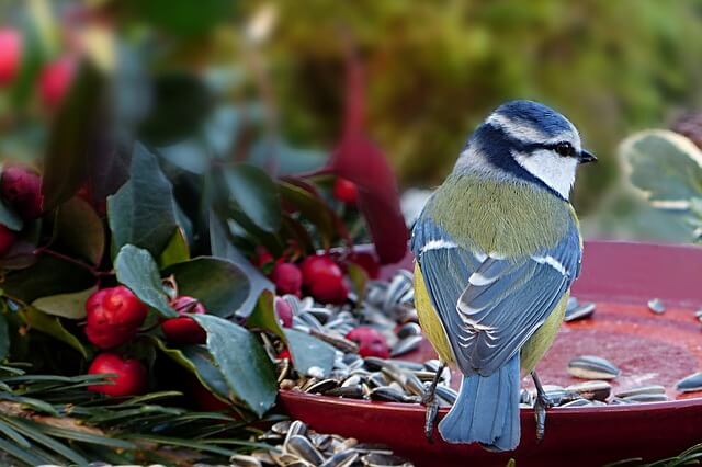 Vögel im Garten