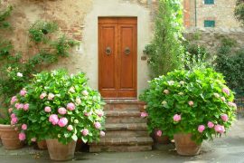 Pflanzkübel mit Hortensien vor dem Eingang