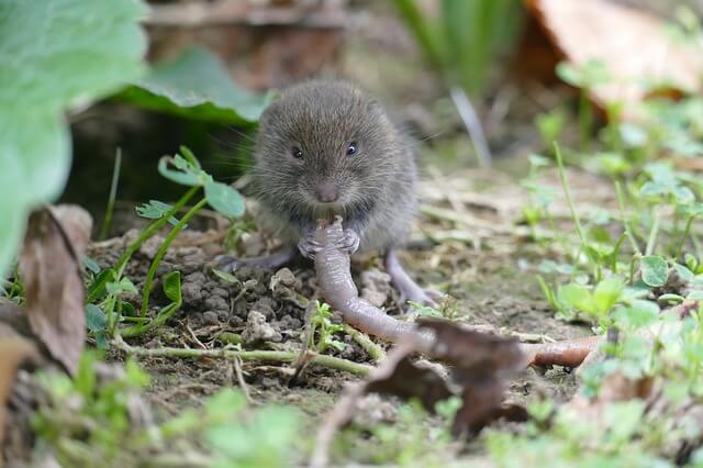 Wühlmäuse im Garten