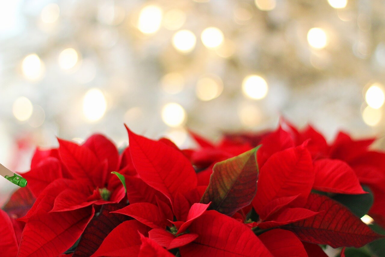 Weihnachtsstern Im Pflanzkübel Gartenpflege Tipps Ideen