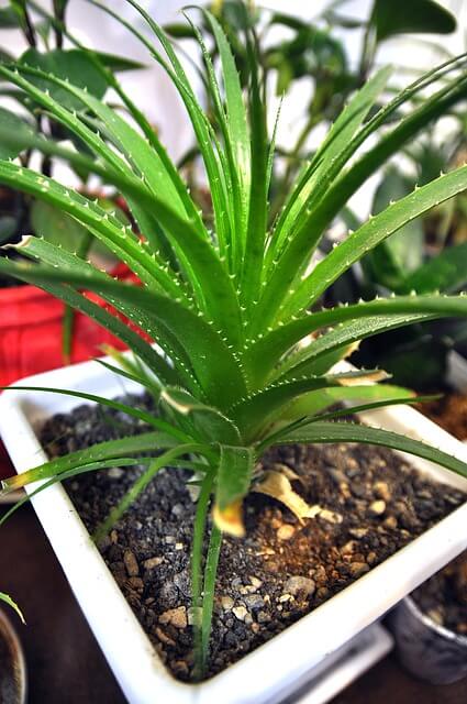 Aloe Vera im Pflanzkübel