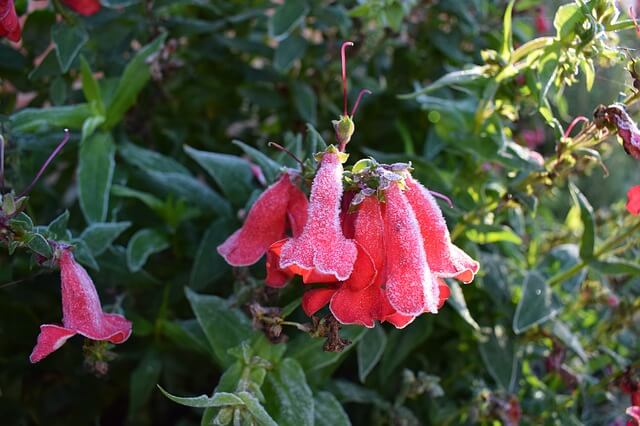 Blüten mit Frost