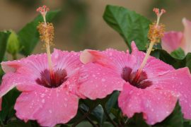 Rosa Hibiskus im Pflanzkübel