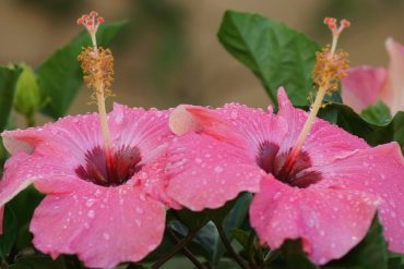 Rosa Hibiskus im Pflanzkübel