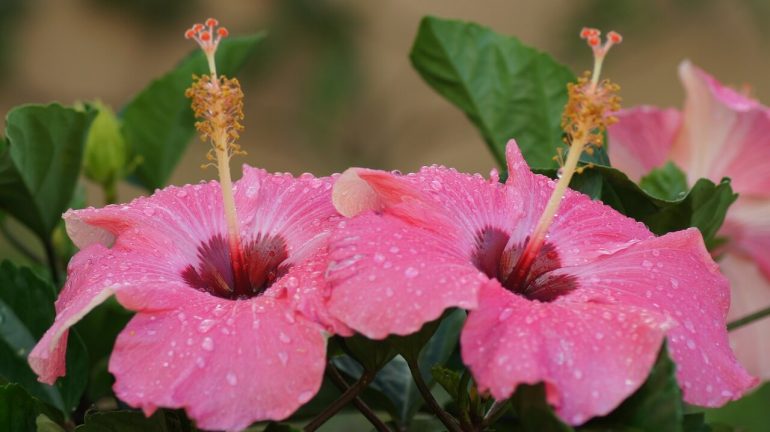 Rosa Hibiskus im Pflanzkübel