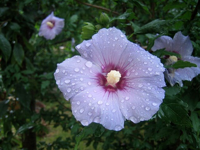 Lila Hibiskus im Pflanzkübel