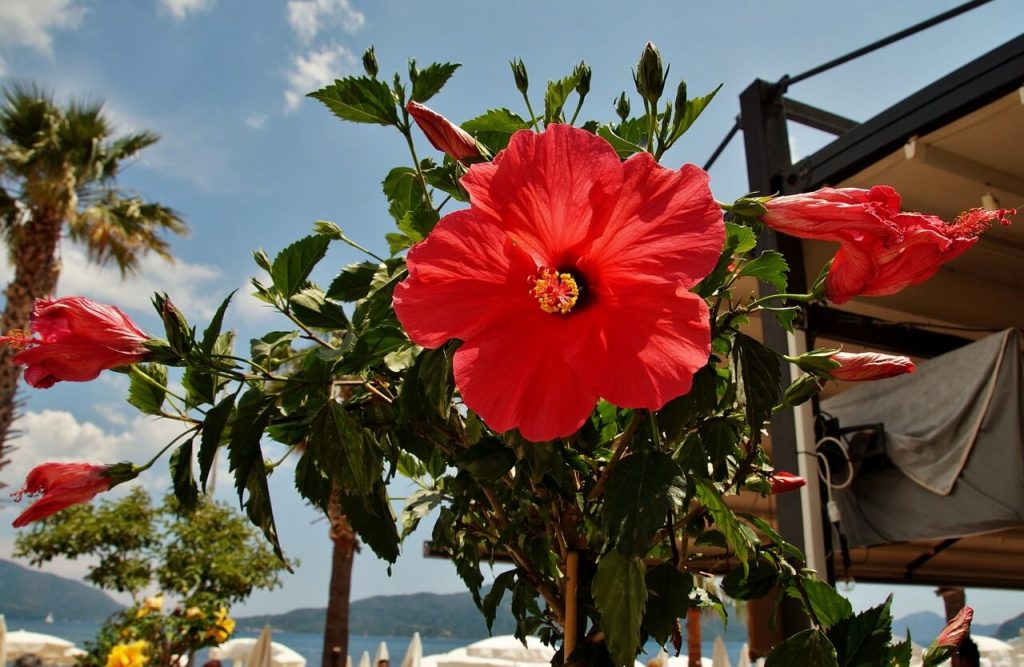 Roter Hibiskus im Pflanzkübel