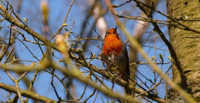 Vogel auf einem Baum im Garten