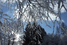 Winterlicher Garten im Januar