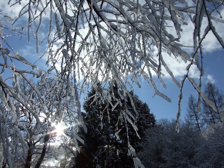 Winterlicher Garten im Januar