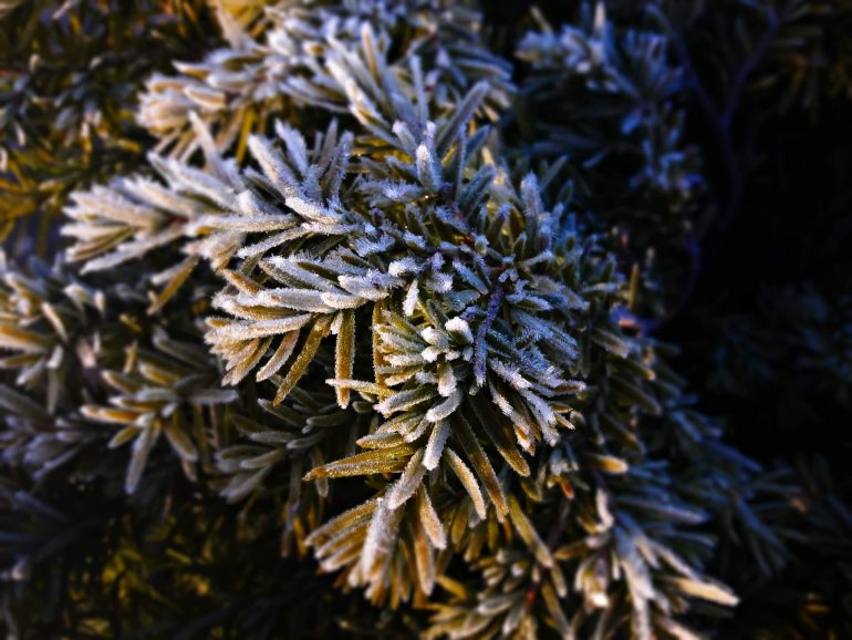 Natürlicher Frostschutz für Pflanzen