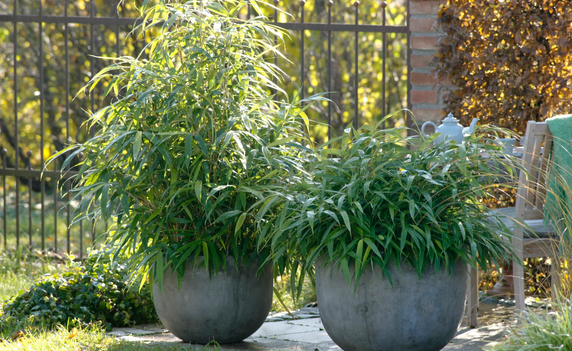 Pflanzkübel für Bambus Bambus im Kübel Gartenpflege Tipps & Ideen