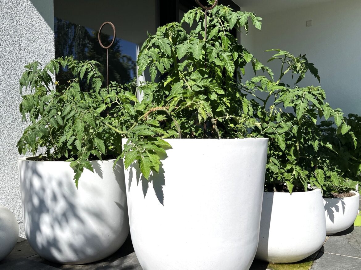 Welcher Pflanzkübel für Tomaten? Tipps zur Auswahl eastwesttrading.de