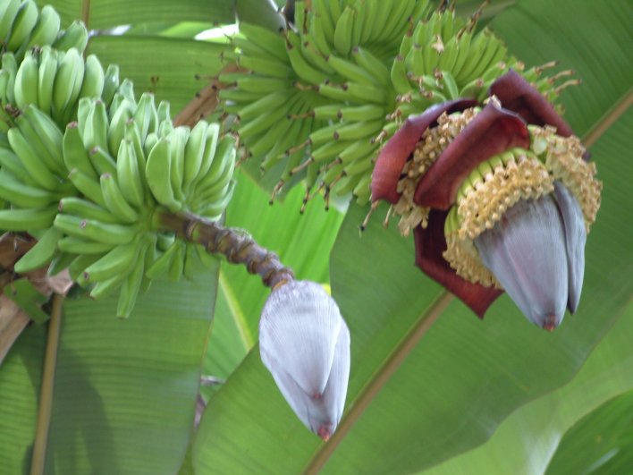 Bananenpflanzen im Garten oder Zuhause – Tropenfeeling leicht gemacht