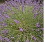 lavendel