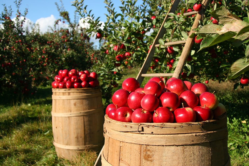 eastwest-garten-pflanzkuebel-herbst-1