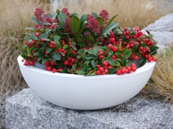 Pflanzschale HYDRO, reinweiß