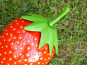Deko-Erdbeere in Hochglanz rot 39x23x20
