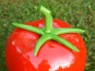 Deko-Tomate in Hochglanz rot Ø22x25