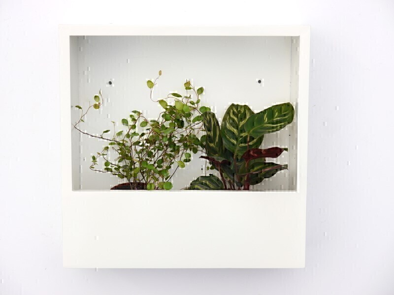 Wand-Pflanzkasten LINEA, weiß - jetzt reduziert 28x28x9