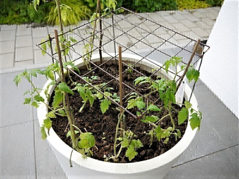 5er-Set Rankgitter ROMA aus Cortenstahl - jetzt reduziert 30x30x31