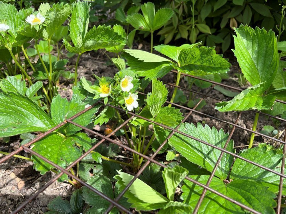 5er- Set Rankgitter ROMA aus Cortenstahl, rund - jetzt reduziert Ø30x31