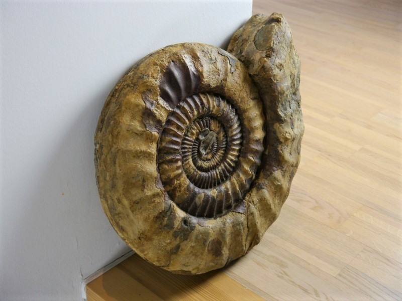 DekoAmmonit Arietites XXL Ø48cm, ca. 190 Mio. Jahre, 100 Naturstein