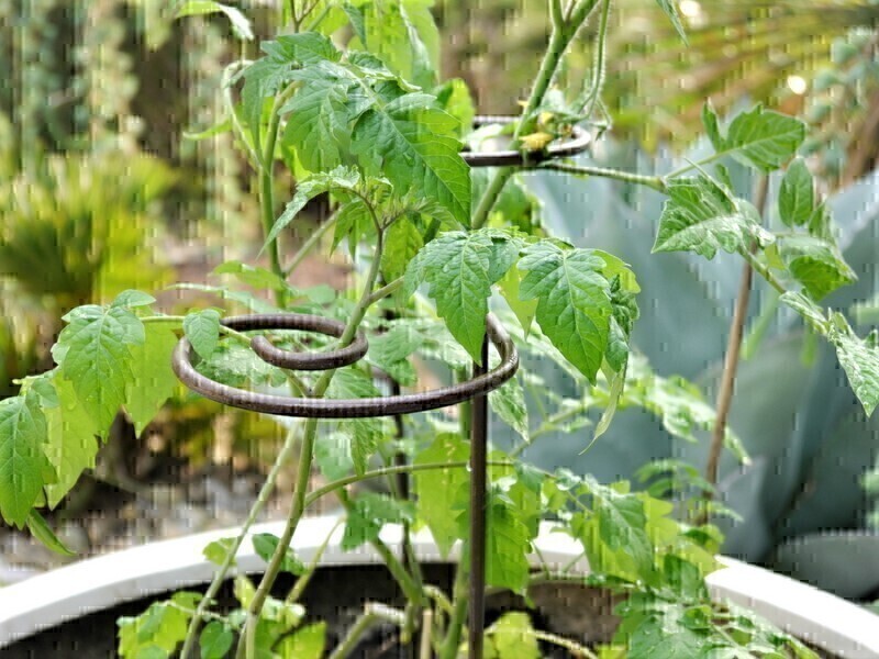 Rankhilfe VALENCIA aus Cortenstahl, 5er-Set - jetzt reduziert 8x60