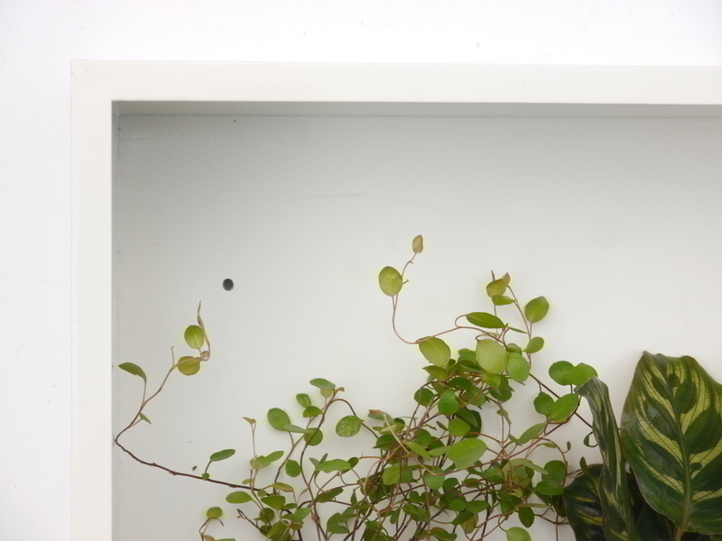 Wand-Pflanzkasten LINEA, weiß - jetzt reduziert 28x28x9