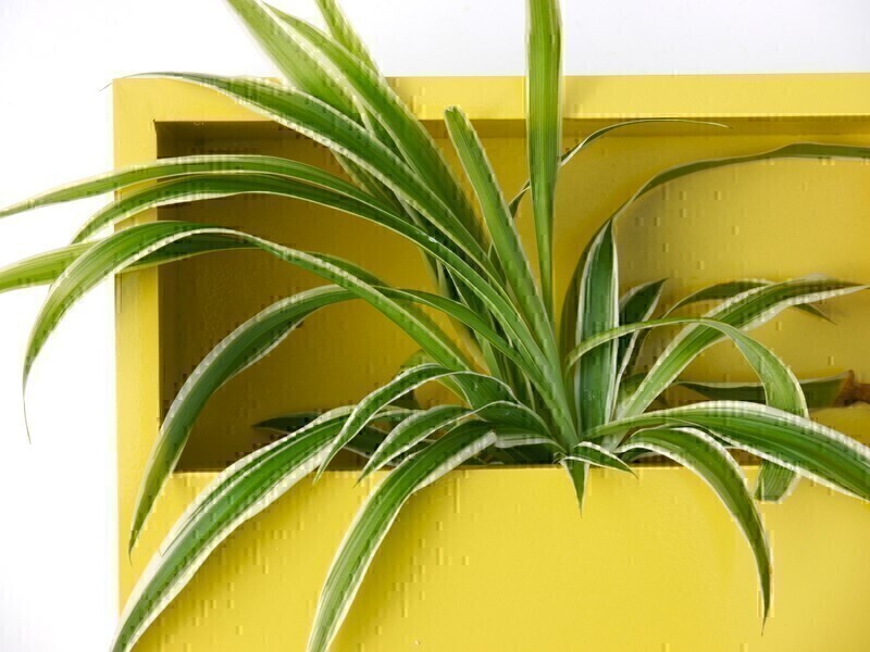 Wand-Pflanzkasten LINEA, gelb - jetzt reduziert 40x20x9