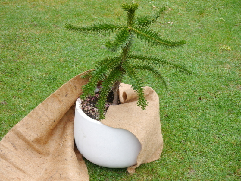 weiches Wintervlies SAFEGREEN aus Kokos, naturfarben 