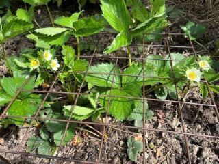 5er-Set Rankgitter ROMA aus Cortenstahl - jetzt reduziert 30x30x31