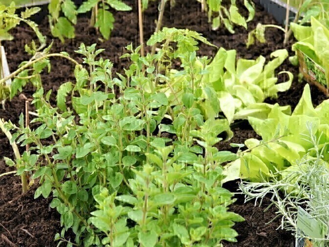 Hochbeet MEGAGREEN L150x B60x H70cm aus Fiberglas in anthrazit 